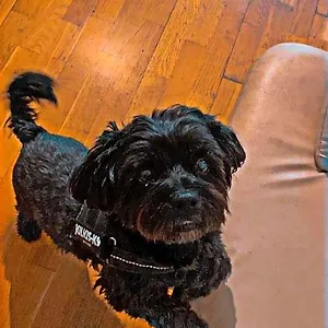https://hostel-black-dog.inbudapesthotels.com